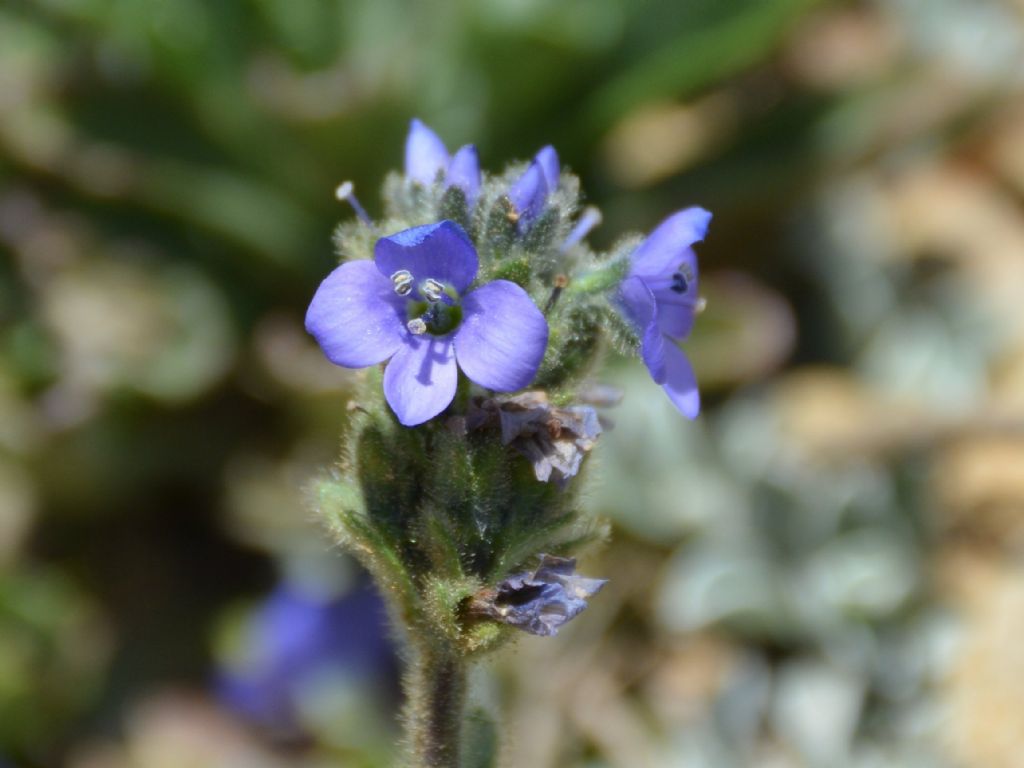 Veronica bellidioides / Veronica con foglie di margherita